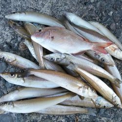 播磨新島のキス釣査