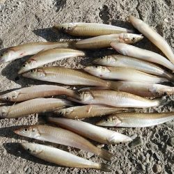 播磨新島のキス釣査