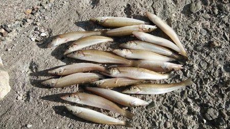 播磨新島のキス釣査