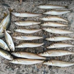 今日も播磨新島のキス釣査