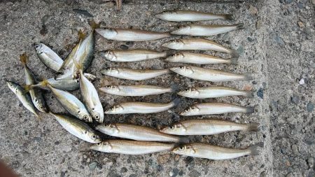 今日も播磨新島のキス釣査