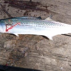 筏ショアジギング