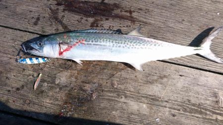 筏ショアジギング