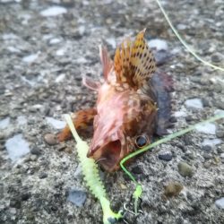 鱗付けはチビガシラ