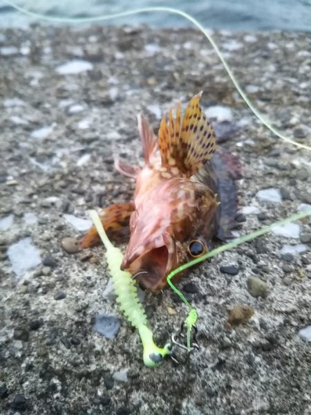 鱗付けはチビガシラ