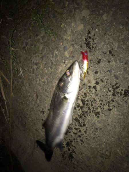 シーバス釣りパート2