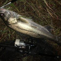 秋の夜長に河鱸