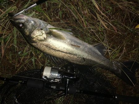 秋の夜長に河鱸