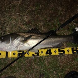 秋の夜長に河鱸