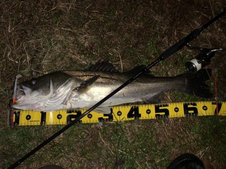 秋の夜長に河鱸