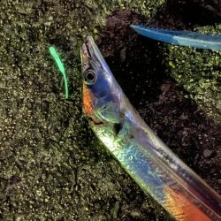 アジングでタチ