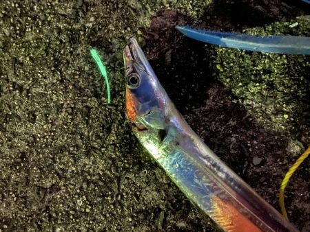 アジングでタチ