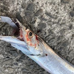 秋のタチウオシーズン到来。マズメ朝練!!