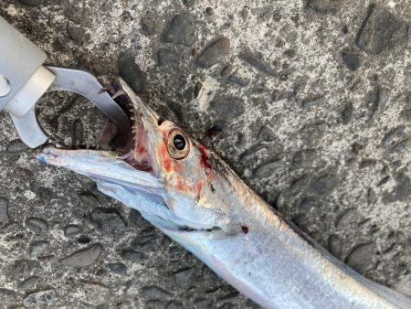 秋のタチウオシーズン到来。マズメ朝練！！