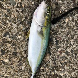 阿南でショアジギ