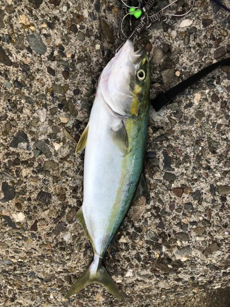 阿南でショアジギ