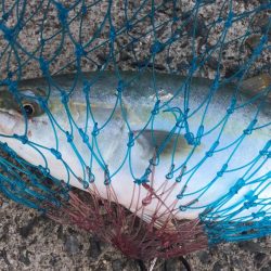 相変わらずの、、