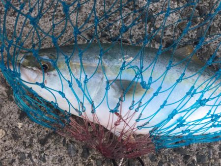 相変わらずの、、