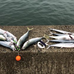 サゴシフィーバー