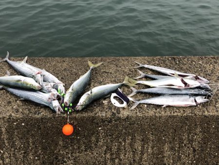 サゴシフィーバー