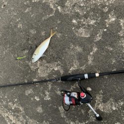 河口ライトゲーム！リフト&フォールで攻略！