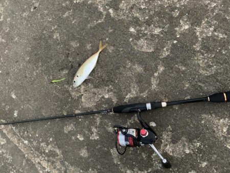 河口ライトゲーム！リフト&フォールで攻略！