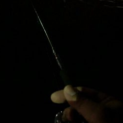 アオリイカ狙いでしたが…