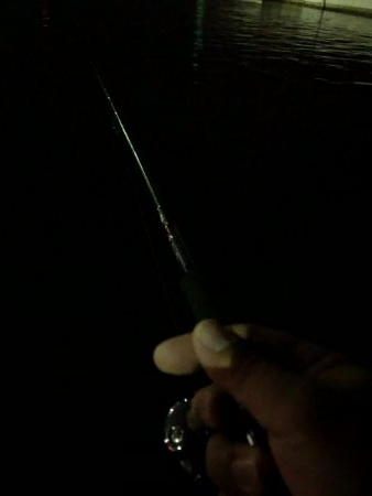 アオリイカ狙いでしたが…