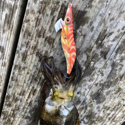 イカダエギング