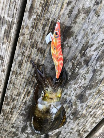 イカダエギング