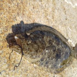 フラットフィッシュゲーム