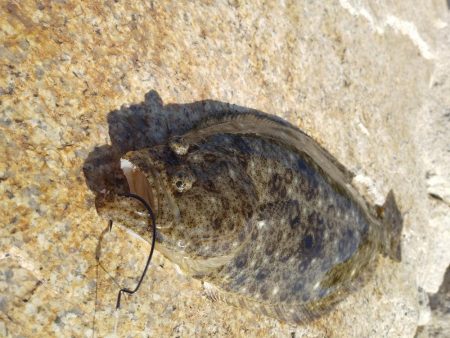 フラットフィッシュゲーム