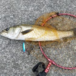 サバ釣りの外道！？