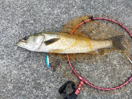 サバ釣りの外道！？