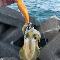 ダイソーエギで