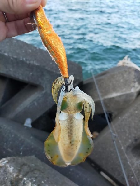 ダイソーエギで