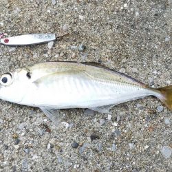 サバ釣り撃沈！