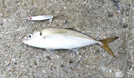 サバ釣り撃沈！