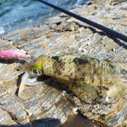 なんとかイカの姿が見れました