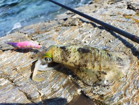 なんとかイカの姿が見れました