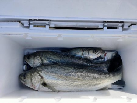 久々のシーバス、ハマチ