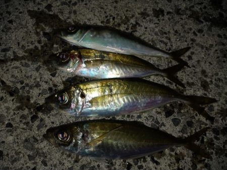 サイズが出ない