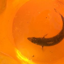 サビキも釣れない