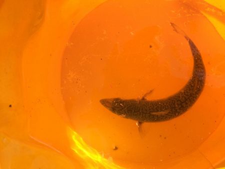 サビキも釣れない