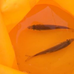 何をやってもダメ