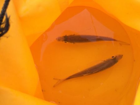 何をやってもダメ