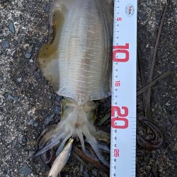 釣り人なら・・・