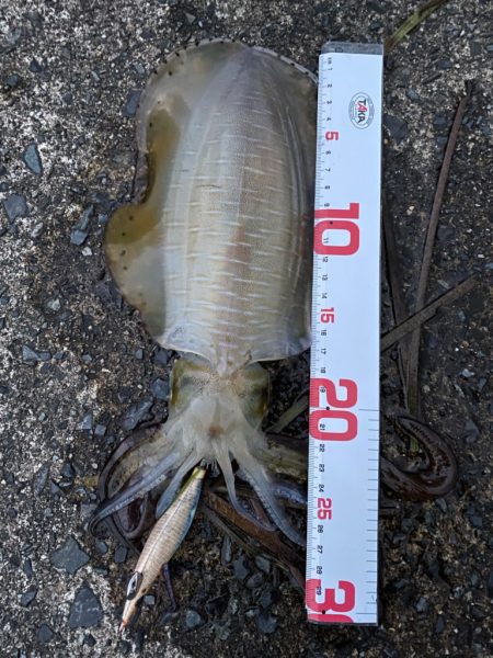 釣り人なら・・・