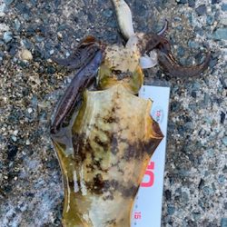 ２０ｃｍの壁が・・・