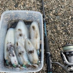 ラストエギ・・・